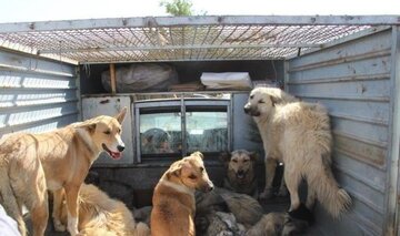 سگ‌های سرگردان در بندرریگ گناوه جمع‌آوری شدند 