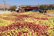 خرید تضمینی سیب‌ درختی صنعتی سمیرم تا پایان مهر ادامه دارد