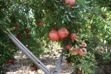 برداشت انار در درجزین سمنان