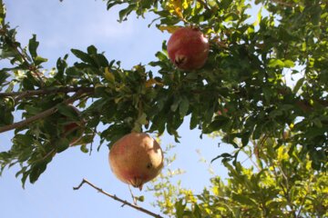 برداشت انار در درجزین سمنان