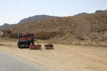 برداشت انار در درجزین سمنان