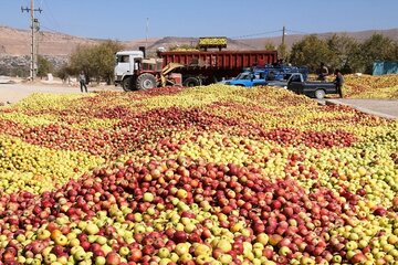 خرید تضمینی سیب‌ درختی صنعتی سمیرم تا پایان مهر ادامه دارد