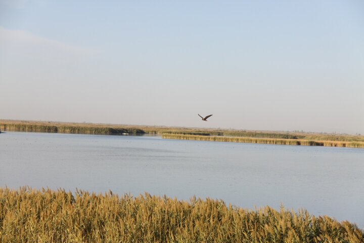 احیای بهشت پرندگان ایران نتیجه تدبیر به موقع مسوولان 