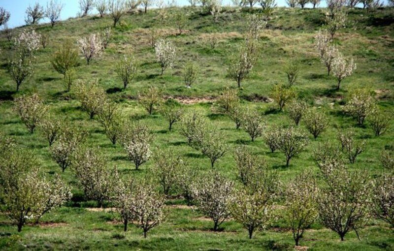 ۱۵بهمن آخرین فرصت بیمه‌پذیری باغات چهارمحال و بختیاری است