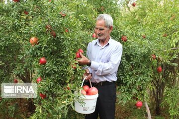 Halhal kentinde Nar Hasadı