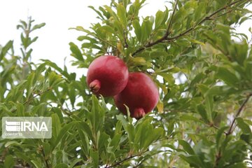 Halhal kentinde Nar Hasadı