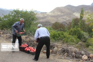 Halhal kentinde Nar Hasadı