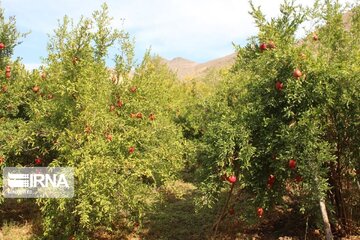 Halhal kentinde Nar Hasadı