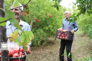 Halhal kentinde Nar Hasadı