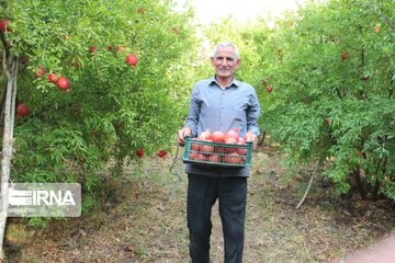 Halhal kentinde Nar Hasadı