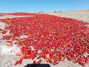 فرآوری راه رهایی قطب فلفل شرق استان سمنان از بند خام فروشی