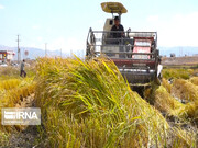 دلسردی شالیکاران از بی رونقی بازار برنج /۲۰ درصد محصول در مازندران برداشت شد