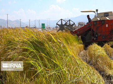 رونق نسبی بازار برنج با شروع برداشت رتون از شالیزارهای مازندران