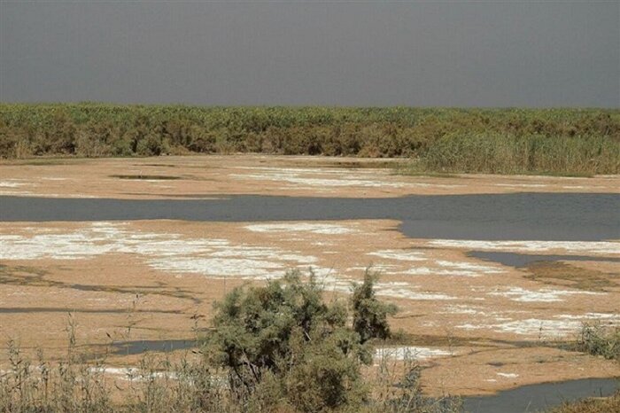 احیای بهشت پرندگان ایران نتیجه تدبیر به موقع مسوولان 