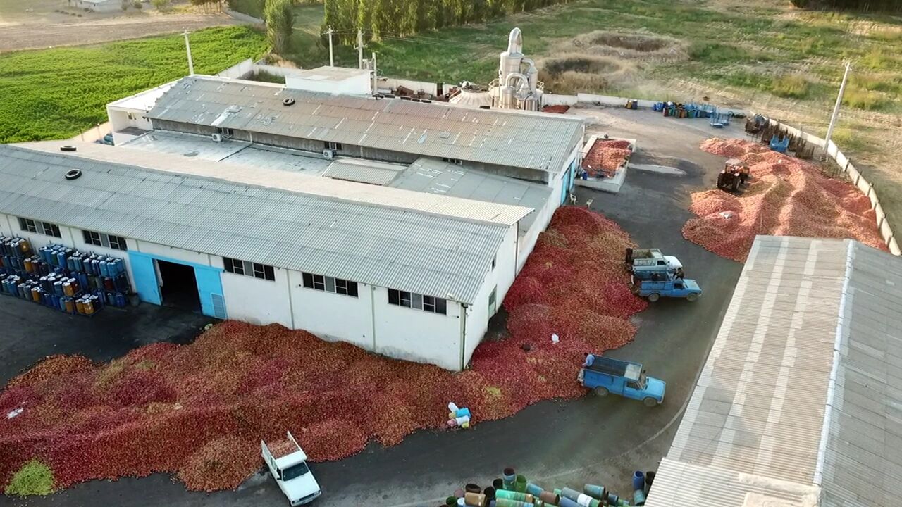 پوره سیب از مشگین‌شهر به چند کشور خارجی صادر می‌شود