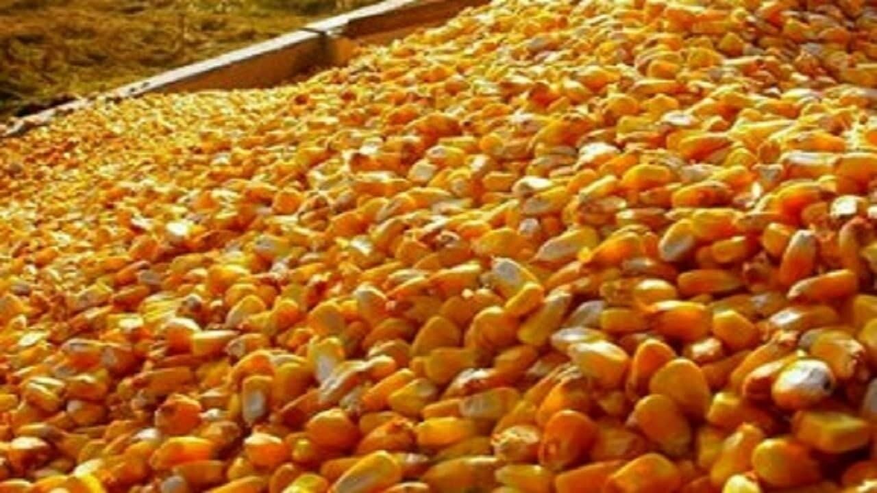 ۱۵ تن ذرت دام در فسا قبل از توزیع خارج از شبکه، به دست پلیس افتاد