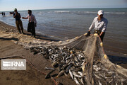 صید ماهیان استخوانی در دریای مازندران از نیم میلیون تُن گذشت
