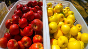 ۱۰۰ درصد سیب‌ نرخ تنظیم بازار استان سمنان در نوروز به فروش رفت