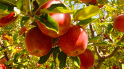 ۳۸۰ هزار تن سیب درختی آذربایجان غربی در انتظار صادرات است