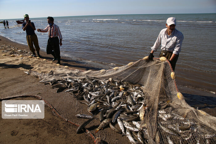تحقق منویات رهبری با توسعه پرورش ماهی در قفسِ دریایِ مازندران + فیلم