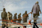 صید ماهیگیران گیلانی همچنان آب می‌رود
