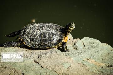 Tehran Zoological Garden