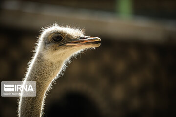 Tehran Zoological Garden