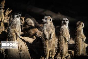 Tehran Zoological Garden