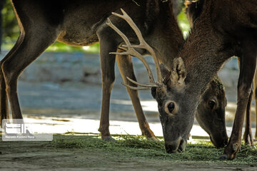 Tehran Zoological Garden