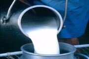 اصلاح قیمت شیرخام در دولت سیزدهم برای حمایت از دامداران 