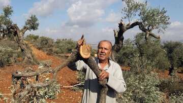 نخست وزیر فلسطین: اسرائیل ۲ میلیون و ۵۰۰ هزار درخت را قطع کرده است