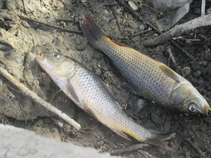 هزار قطعه ماهی در تالاب "برم الوان بهمئی" تلف شد 
