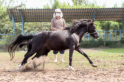 «پرورش سنتی اسب کاسپین» در گیلان برای ثبت ملی آماده می‌شود