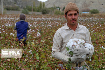 Recolección de algodón en Jorasán del Norte 