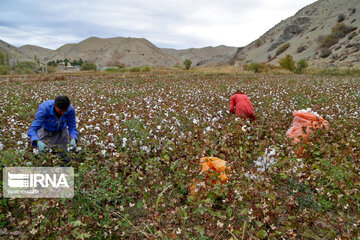 Recolección de algodón en Jorasán del Norte 