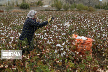 Le coton, produit stratégique du nord-est d’Iran