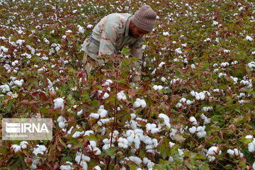 Le coton, produit stratégique du nord-est d’Iran