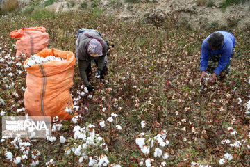 Le coton, produit stratégique du nord-est d’Iran