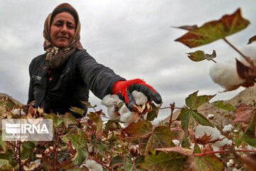 Le coton, produit stratégique du nord-est d’Iran