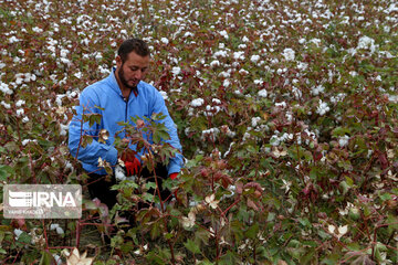 Le coton, produit stratégique du nord-est d’Iran