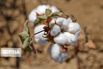 Le coton, produit stratégique du nord-est d’Iran