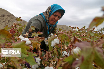 Le coton, produit stratégique du nord-est d’Iran