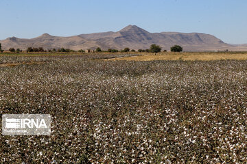 Le coton, produit stratégique du nord-est d’Iran