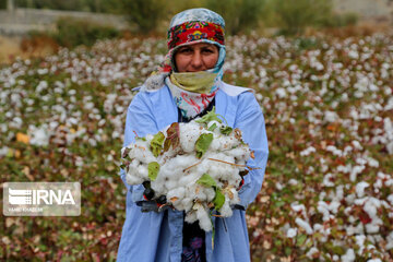 Le coton, produit stratégique du nord-est d’Iran