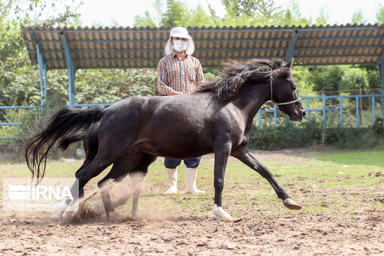 «پرورش سنتی اسب کاسپین» در گیلان برای ثبت ملی آماده می‌شود
