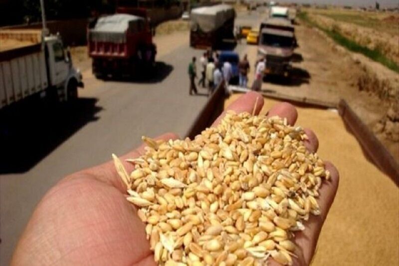 ۵۰ تن گندم قاچاق در زنجان کشف و ضبط شد