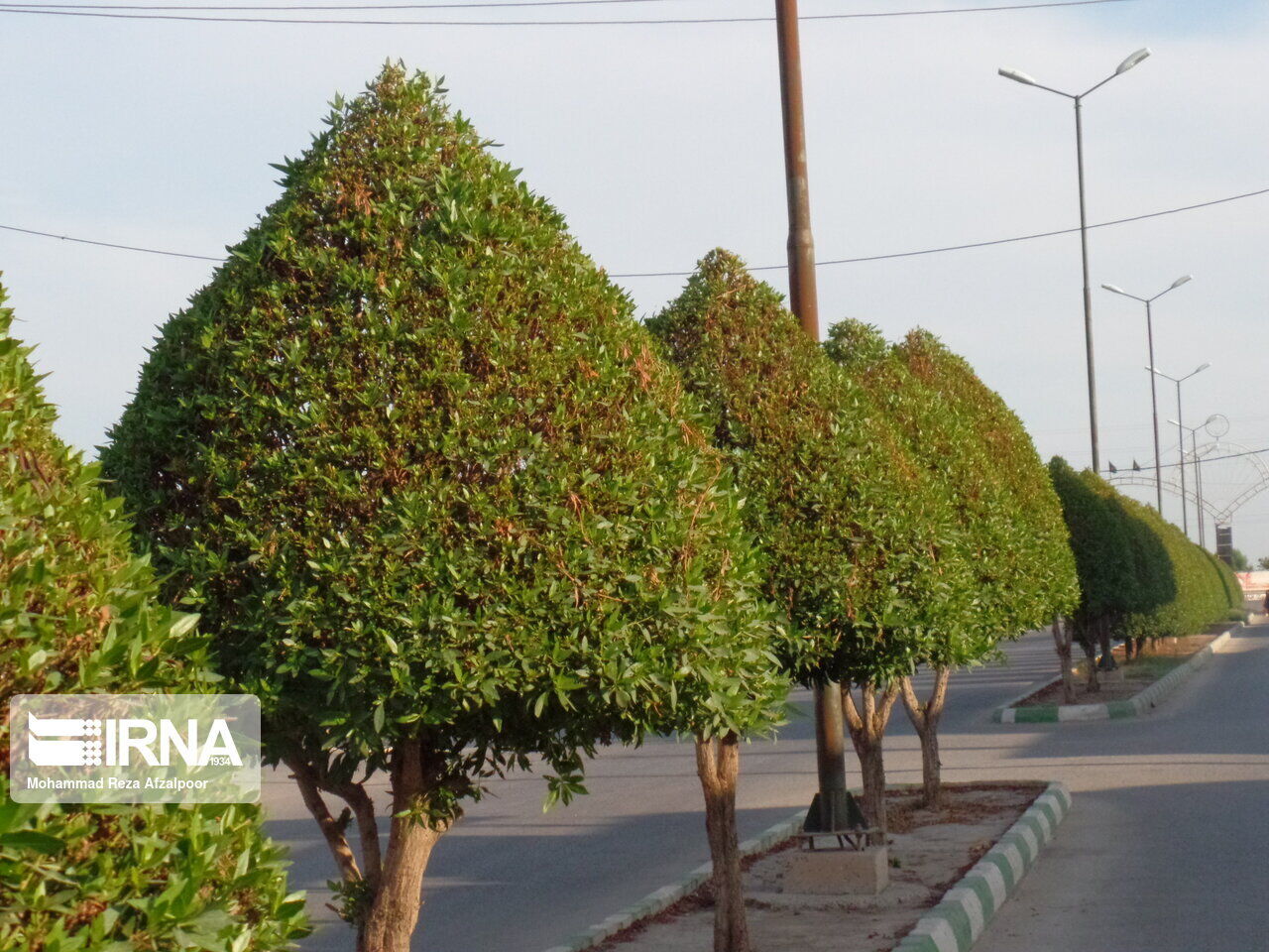 هرس درختان کنوکارپوس در اهواز کمتر از ۳۰ درصد است