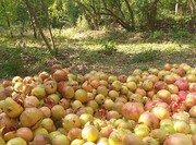 جشن انار در روستای لات قزوین برگزار شد