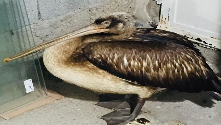 یک فرد  پلیکان در ساحل گناوه رها شد