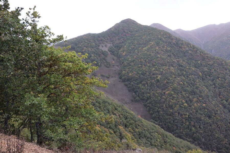 کارشناسان حفاظت طبیعی جنگل‌های دیزمار ورزقان را ارزیابی می‌کنند